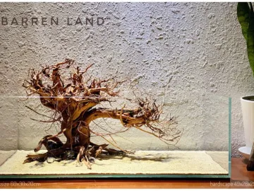 "Barren Land"