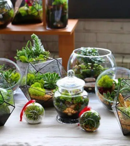 NHỮNG ĐIỀU CẦN BIẾT VỀ BỂ TERRARIUM CHO NGƯỜI MỚI BẮT ĐẦU