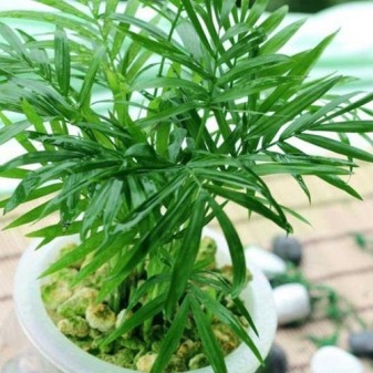 CÂY THỦY TRÚC – CÁCH TRỒNG VÀ CHĂM SÓC